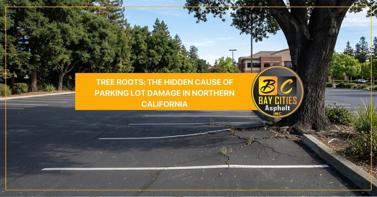 tree roots the hidden cause of parking lot damage in northern california